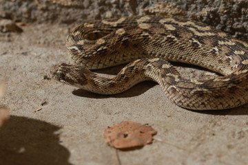 Saw Scaled Viper