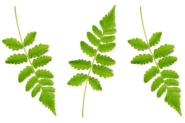 Vegetable fern leaf, Diplazium sp., on white background