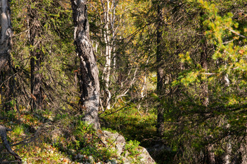 Autumn in the wild forest