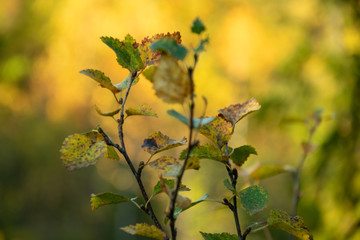  Young birch in the autumn forest