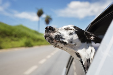 Dalmatian dog with eyes closed riding in car against sky © Cavan for Adobe