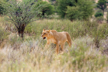 Lioness (Panthera leo krugeri) is walking it the savanna and looking for the rest of the lion pride.