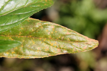 Fir-fireweed rust caused by Pucciniastrum epilobii on leaf of Epilobium adenocaulon or Fringed willowherb