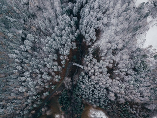 frozen trees