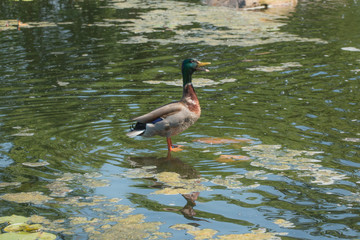 Quacking duck