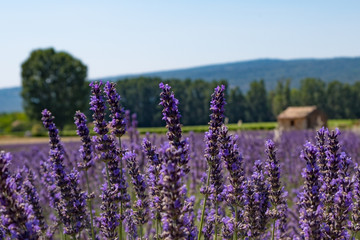 Lavender Field in Provence