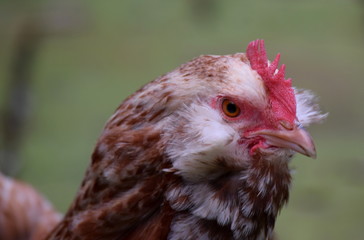 Chicken