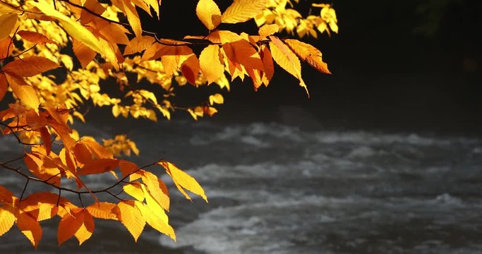 Autumn leaves change color and fall to the forest ground by a flowing creek rapids