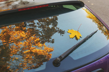reflection of yellow foliage of maple in the rear window of the car. sunny autumn day