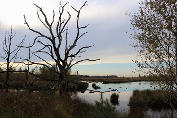 a peat lake and dead trees, picture taken in the Netherlands, state Drenthe