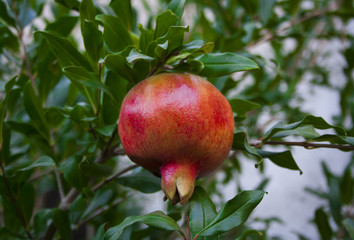 Ripe pomegranate fruit on a tree branch in the garden.