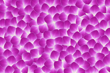 Dendrobium orchid petal as a background