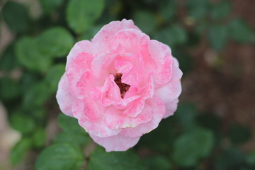 pink rose