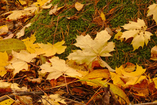Yellow fallen maple leaves on the ground. © Valokuva24