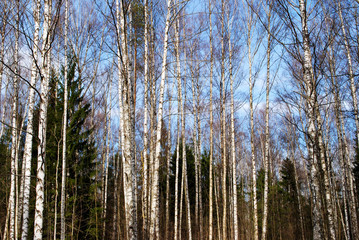 mixed forest in spring