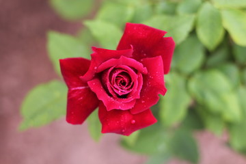 red flower