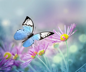 Beautiful blue butterfly and pink flowers. Summer and spring background