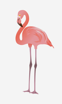 Pink flamingo bird vector illustration isolated on white background.
