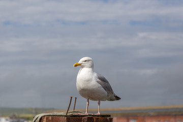 Obraz premium Single seagull perched on a wooden post.