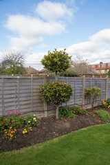 Autumn bay tree in the flower bed of my garden