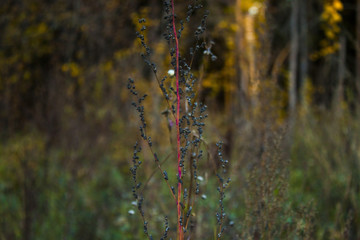 Fototapeta premium Осень / fall