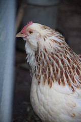 Hen