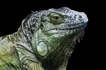 Fototapeta premium Big iguana head on black background