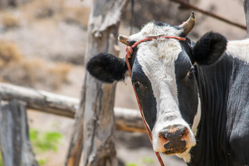 Vaca lechera en establo - Cuenca Urbana del R&iacute;o Chili