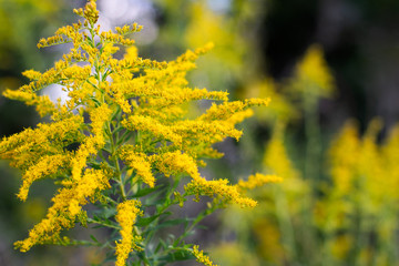 Autumnal sunlit goldenrod on a soft focused background with abstract yellow flowers in the woods ~GOLD RUSH~