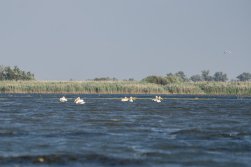 Great White Pelicans (pelecanus onocrotalus) in the Danube Delta