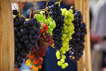 Bunches of grapes of different varieties in the sun.