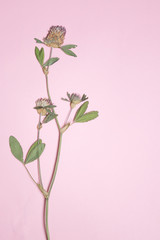 Pressed and dried flowers of red clover on pink background copy space, floristry,herbarium, copy space