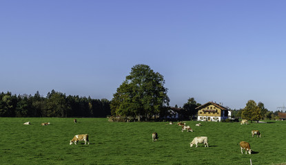 Cows in the meadow -farm 