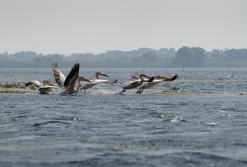 Fototapeta premium Great White Pelicans (pelecanus onocrotalus) flying over the Danube Delta