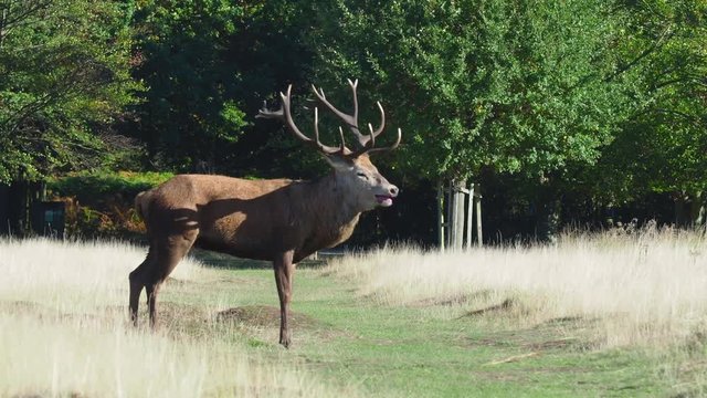 Red Deer Stag Bellowing during the Rut