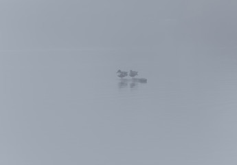 Stranded ducks in the fog on a log