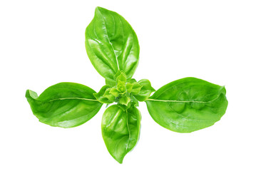 Leaf of basil isolated