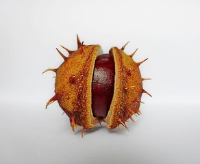Dried Chestnut With Spines On The Opened Shell On White Background