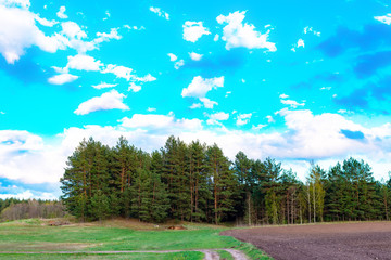Pine forest and field