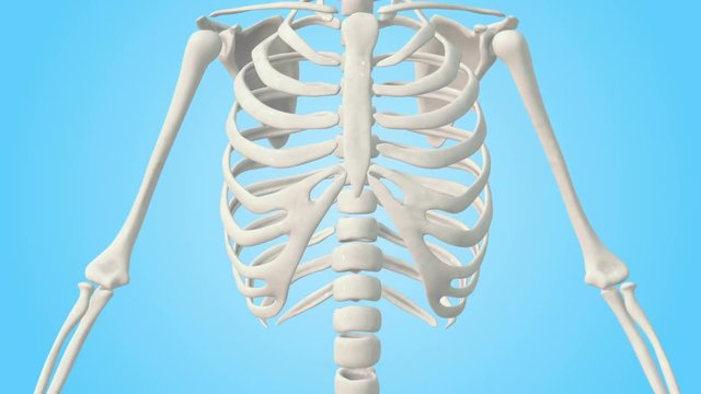 Realistic Human Skeleton rotating on a blue background. 3d animation