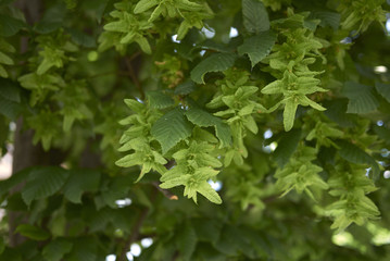 Carpinus betulus 