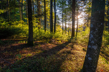 Fototapeta premium Forest