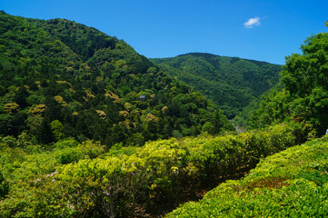 Obraz premium Near Arishiyama