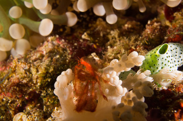 cangrejo orangutan 1