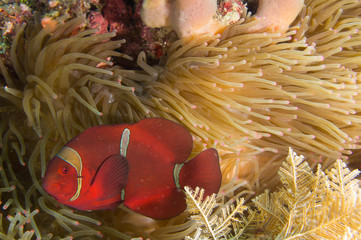 Protegiendo la anemona 2