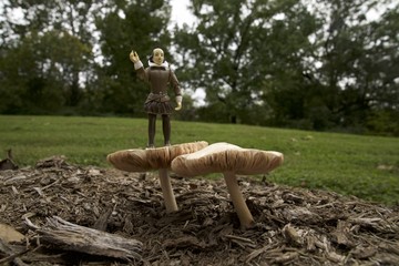 Mushrooms and toadstools  in the fall 