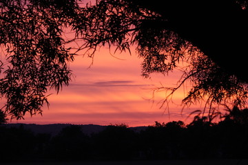 silhouette of a tree at sunset