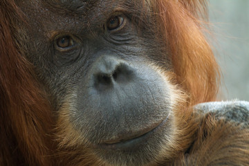 Orang Utan, trauriger Blick