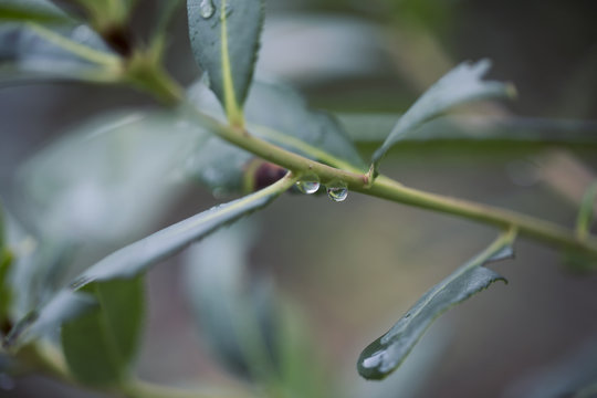 macro raindrops on branch