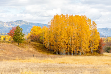 Panele Szklane  Jesienne drzewa w żywych kolorach w wiejskiej okolicy w północno-zachodniej Montanie